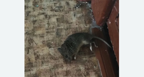 Дезинфекция от мышей в Солнцево города Москвы